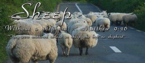 sheep without a shepherd